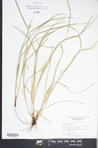 Carex jamesii image