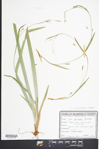 Carex laxiculmis image