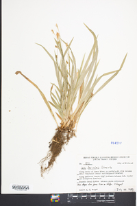 Carex laxiculmis image