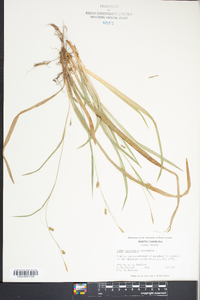 Carex laxiculmis image