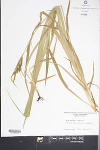 Carex scabrata image