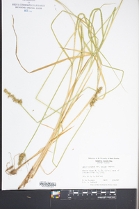 Carex stipata var. maxima image