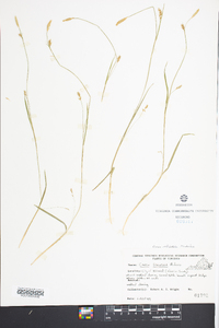 Carex striatula image