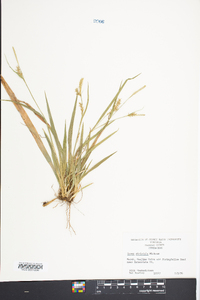 Carex striatula image