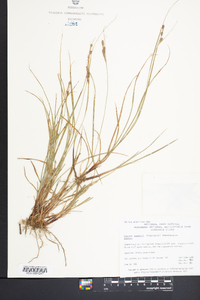 Carex swanii image