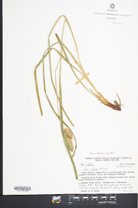 Carex typhina image