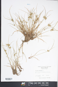 Cyperus compressus image