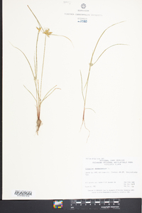 Cyperus compressus image