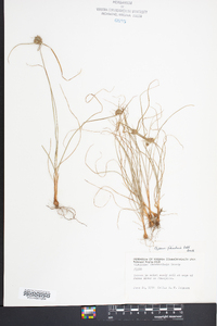 Cyperus filiculmis image