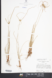 Cyperus filiculmis image