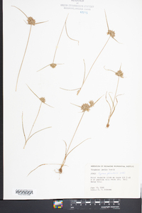 Cyperus filiculmis image