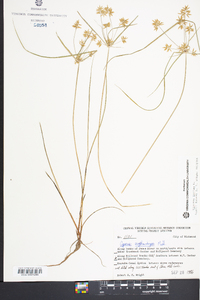 Cyperus haspan image