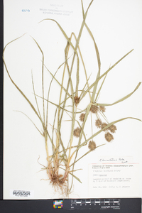 Cyperus lancastriensis image