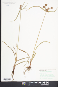 Cyperus echinatus image