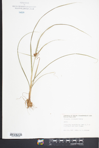 Cyperus echinatus image