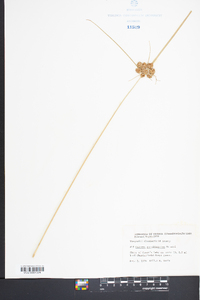Cyperus pseudovegetus image