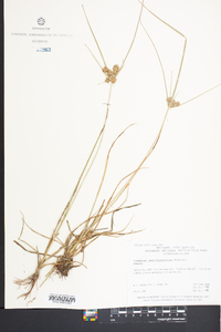 Cyperus pseudovegetus image
