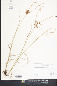 Cyperus pseudovegetus image