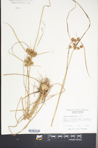 Cyperus pseudovegetus image