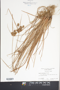 Cyperus retrorsus image