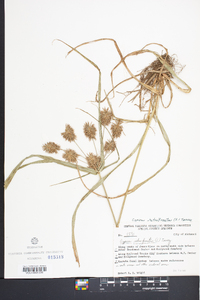 Cyperus retrofractus image