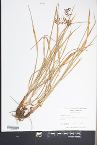 Cyperus rotundus image