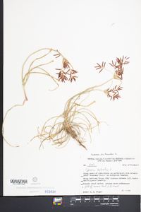 Cyperus rotundus image