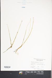 Eleocharis flavescens image