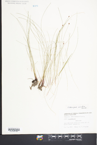 Eleocharis tenuis image