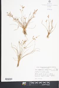 Fimbristylis annua image