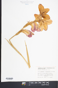 Gladiolus x gandavensis image