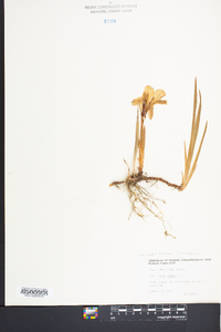 Iris verna image