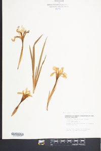 Iris verna image