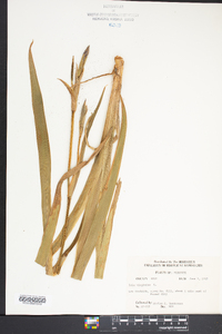 Iris virginica image