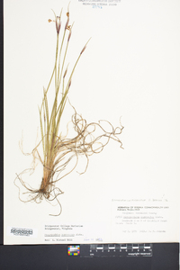 Sisyrinchium mucronatum image