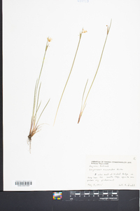 Sisyrinchium mucronatum image