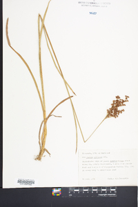 Juncus biflorus image