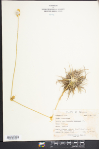 Eriocaulon compressum image