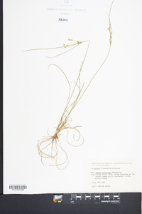 Juncus coriaceus image