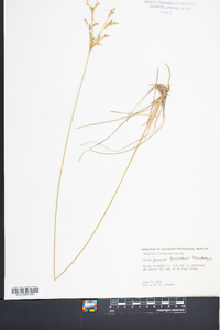 Juncus coriaceus image