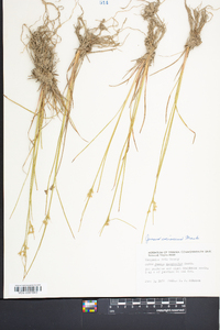 Juncus coriaceus image