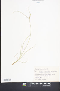 Juncus coriaceus image