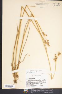 Juncus scirpoides image