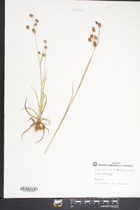 Luzula bulbosa image