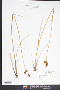 Juncus megacephalus image