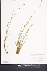 Juncus nodosus image