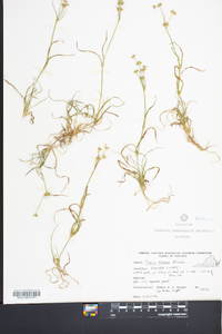 Juncus repens image