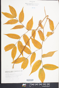 Disporum lanuginosum image