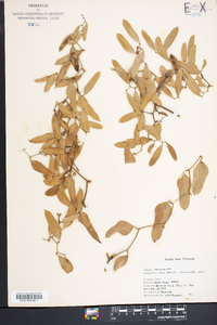 Smilax auriculata image