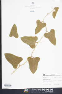 Smilax bona-nox image